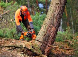 Best Tree Cabling and Bracing  in Bell Gardens, CA