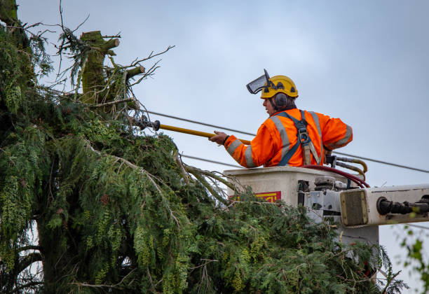 Best Tree Risk Assessment  in Bell Gardens, CA