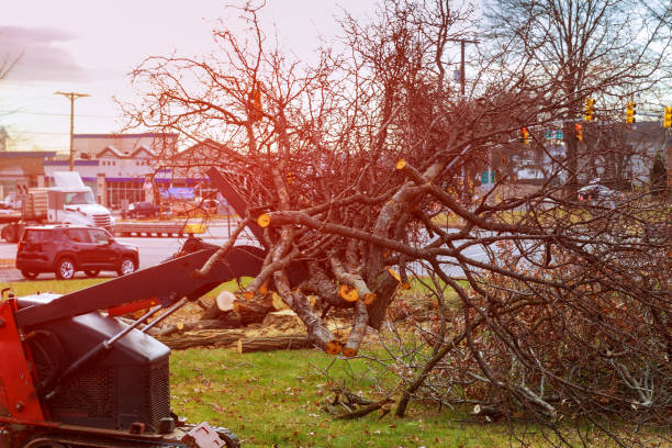 Best Firewood Processing and Delivery  in Bell Gardens, CA