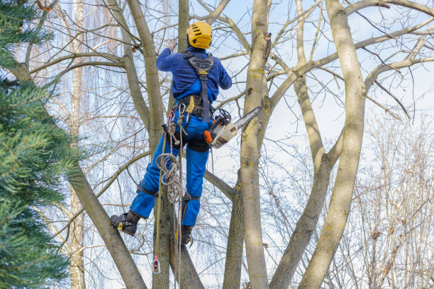 Tree and Shrub Care in Bell Gardens, CA