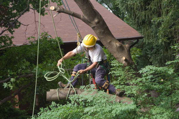 Best Seasonal Cleanup (Spring/Fall)  in Bell Gardens, CA