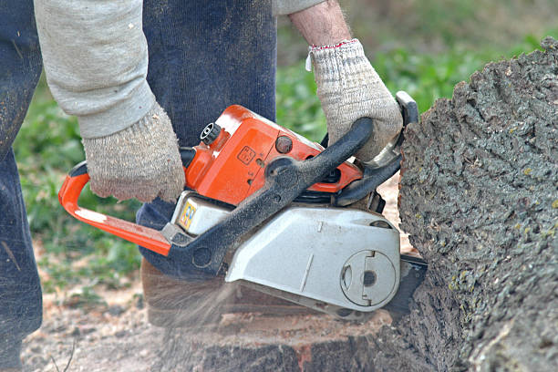 Best Lawn Renovation and Restoration  in Bell Gardens, CA