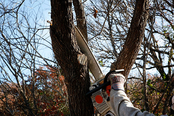 How Our Tree Care Process Works  in  Bell Gardens, CA