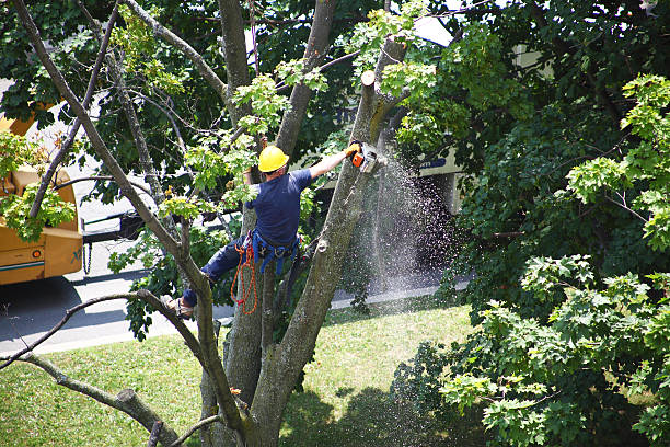 Best Leaf Removal  in Bell Gardens, CA
