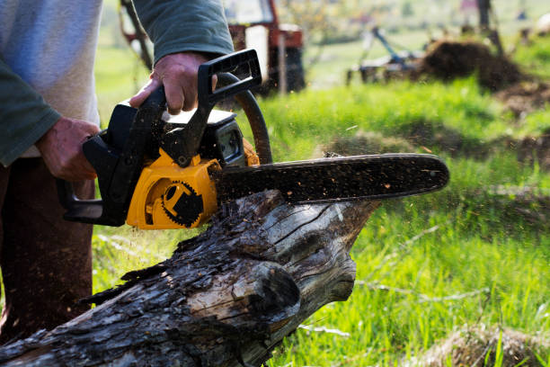Lawn Maintenance Plans in Bell Gardens, CA