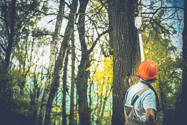 Reliable Bell Gardens, CA Tree Care Solutions