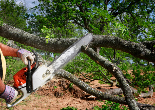 Best Tree Disease Treatment  in Bell Gardens, CA